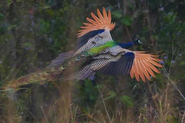 Travel guide to the Birds of Chitwan National Park