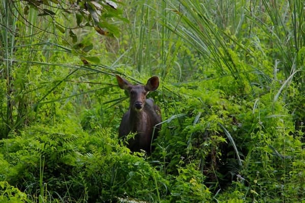 Chitwan travel guide to see the wild deer