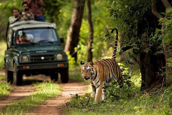 Jungle safari in Chitwan 