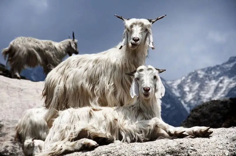 Chyangra goats for Pashmina in Nepal
