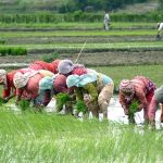 Importance of rice planting in Nepal