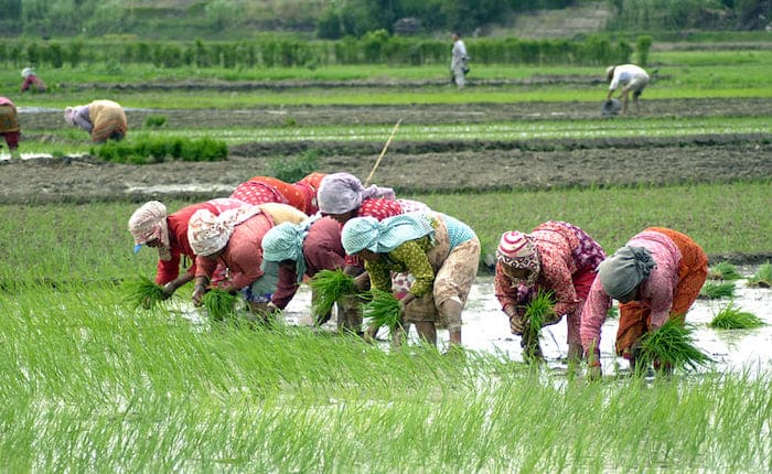 Importance of rice planting in Nepal