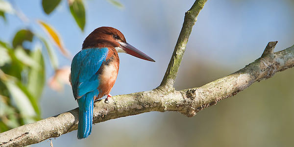Kingfisher in Chitwan National Park