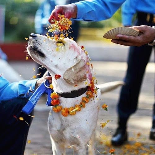 Nepali Festival for dogs in Nepal - Kukar Puja
