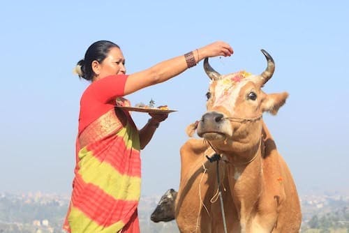 Gai puja (cow ritual) being conducted in Nepal