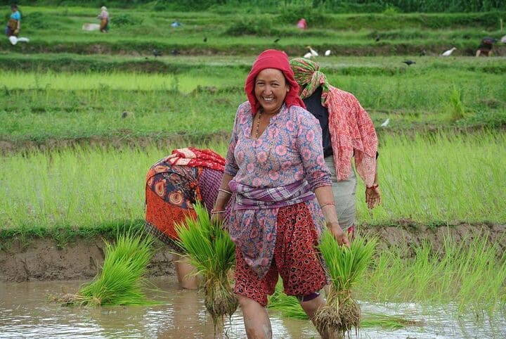 Paddy day in Nepal