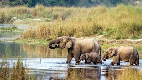 Chitwan National Park Elephants