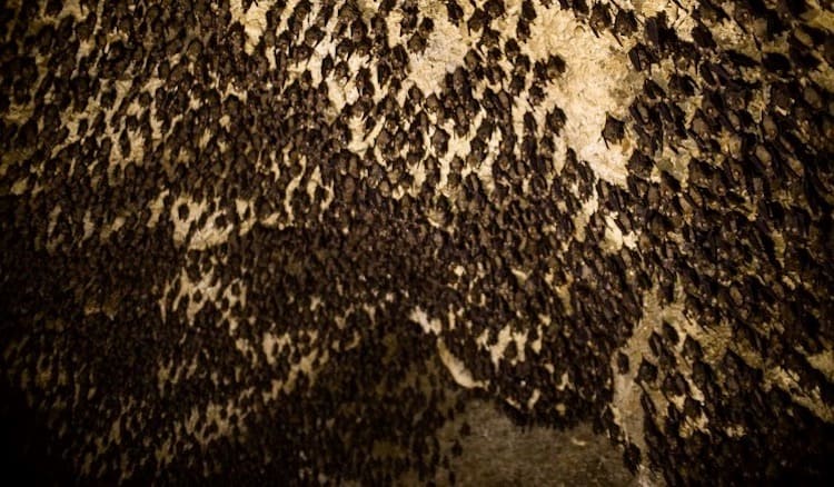 Bats lining the inside of the Chamero Gufa (Bat Cave) in Pokhara