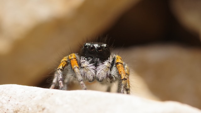 Jumping Spiders, mount everest facts, interesting mount everest facts