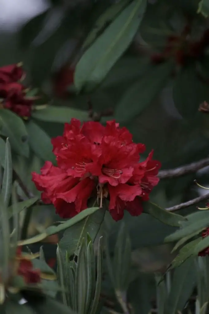 Laligurans, Nepal's National Flower, National Flower of Nepal
