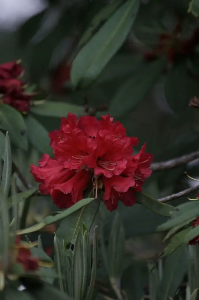 nepal-s-national-flower-rhododendron-arboreum