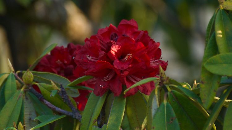 National Flower of Nepal, Rhododendron, laligurans