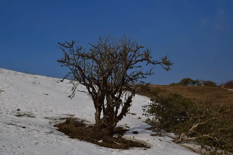 Snow at Khumai Danda, Khumai Danda Trek