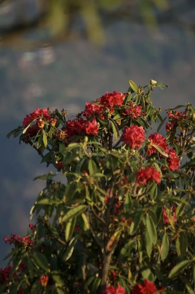 rhododendron essay for class 2