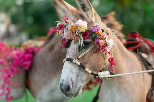 Donkey Festival Jaipur, Festivals in Jaipur