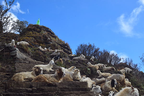 Sheeps on the way to Mardi Trek