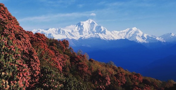 View of Himalayas and rhododendrons in Nepal