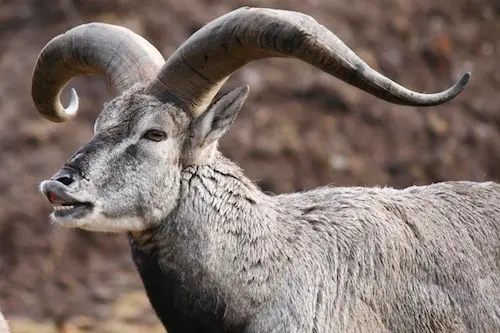 Bharal, Himalayan blue sheep