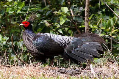 Blood Pheasant in Sagarmatha National Park