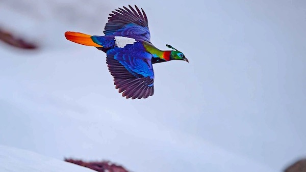 Himalayan Monal Flying on Mount Everest