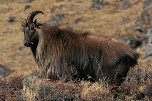 Himalayan Tahrs in Everest region