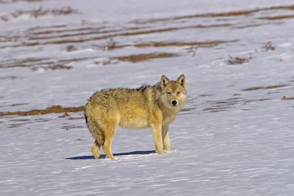 Himalayan Wolf