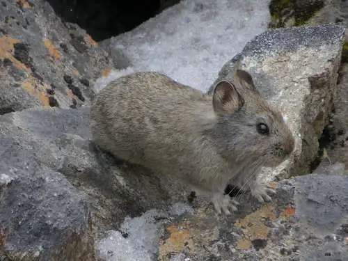 Himalayan pika on rocks on everest