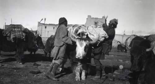 Packing stuff on the yaks 1921 expedition