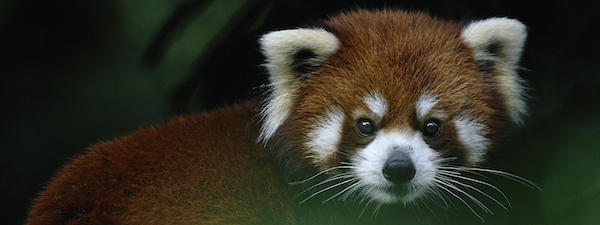 Red panda on Everest