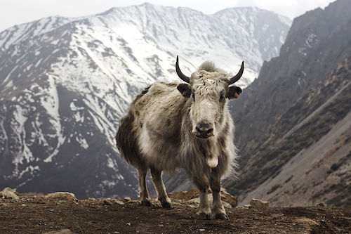 Yaks in Everest Region