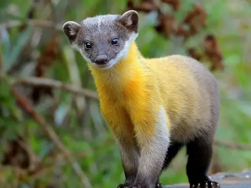 Yellow-Throated Marten